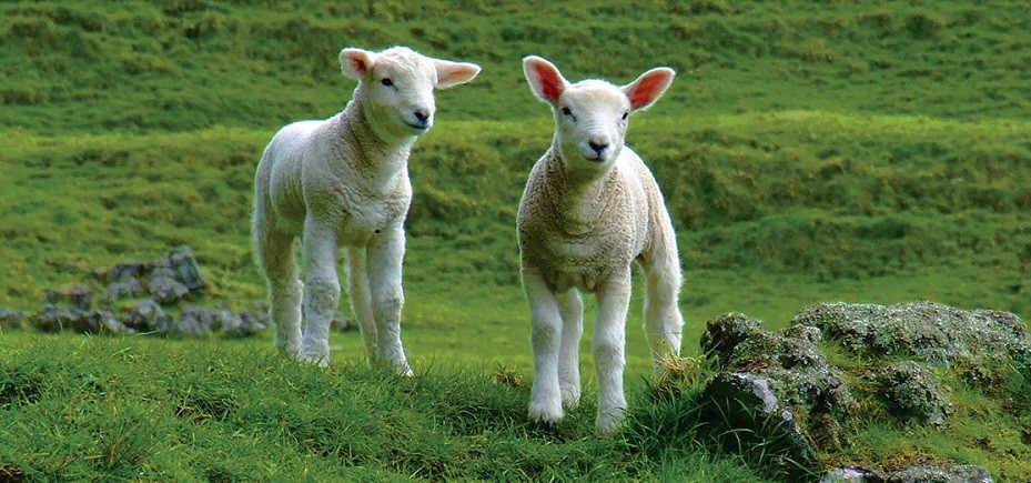 品質 塩化物の塩 サービス