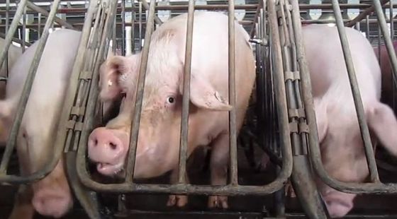 S101 Enrich Blood 0.1% Pig Compound Premix Feed For Feed Additives