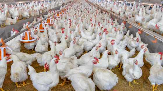 Chelatrix Layer H1232K Granular For Feed Additives For Laying Hens Feed Grade