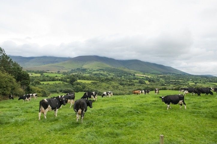 Good Fluidity Inorganic Trace Minerals Zinc Sulfate For Feed Addictives