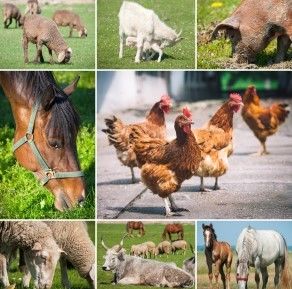 C4H8FeN2O4 Iron Glycinate Chelate Organic Trace Elements For Feed Additives