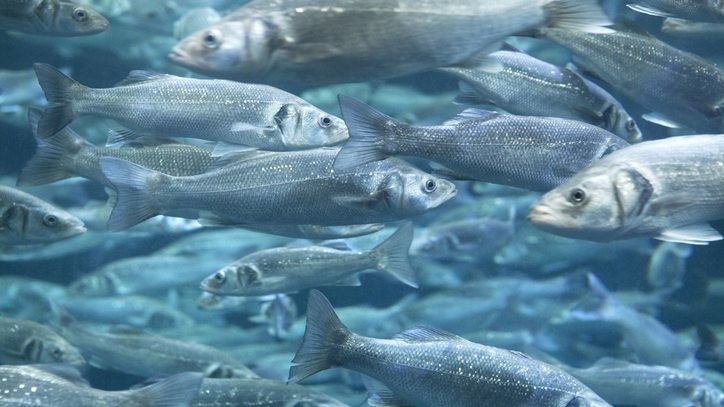 GMP Stress Terminator Aquatic Product Feed Additive Chelota