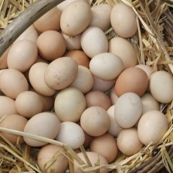 H1232K Chelatrix Layer Granular For Feed Additives Improve Egg Quality