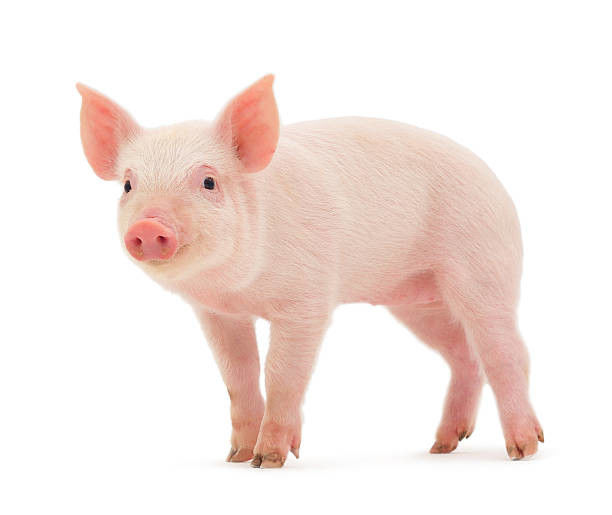 Promoting Reproduction Animal Health Care Product Blood Function For Feed Additives