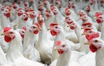 White Powder Chelated Trace Minerals Gly 25% Zinc Glycine Chelate C₄H₈N₂O₄Zn