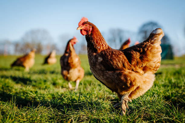 H1232K Chelatrix Layer Granular For Feed Additives Improve Egg Quality